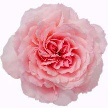 Mayras Rose / Майрас Роуз